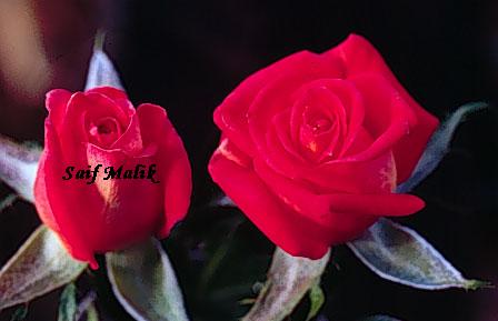 rose